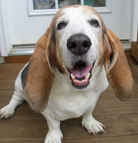 Happy Basset Hound dog sitting on a wooden floor indoors. 